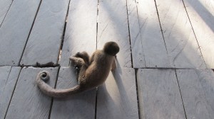 Spider Monkey, Amazon, Perú