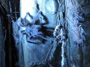 Tarancula, Amazon, Perú